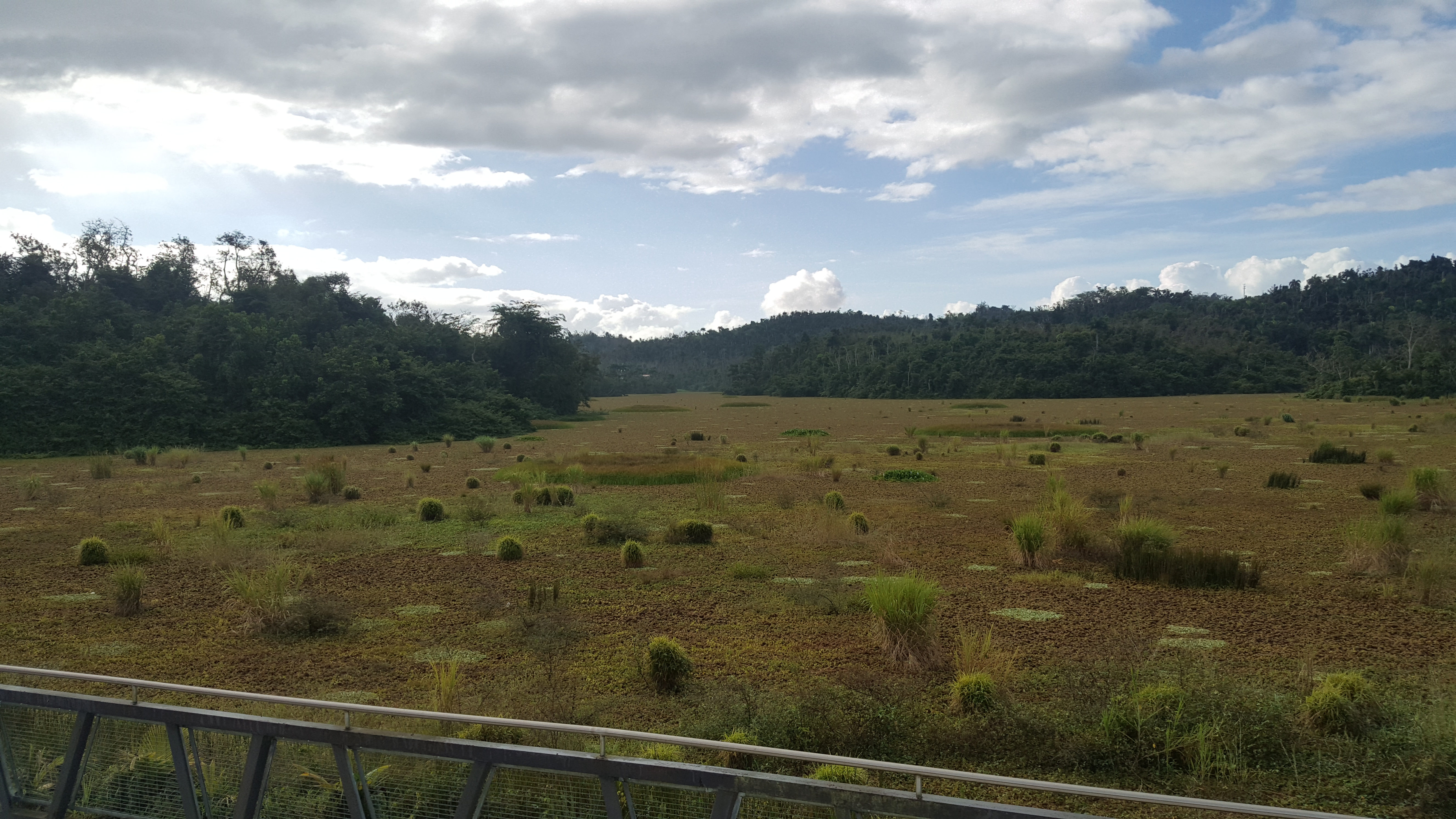 LSU AgCenter gets OK to bring salvinia weevils to Puerto Rico